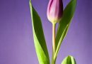 Oplev den fascinerende skønhed af et tulipantræ i din have